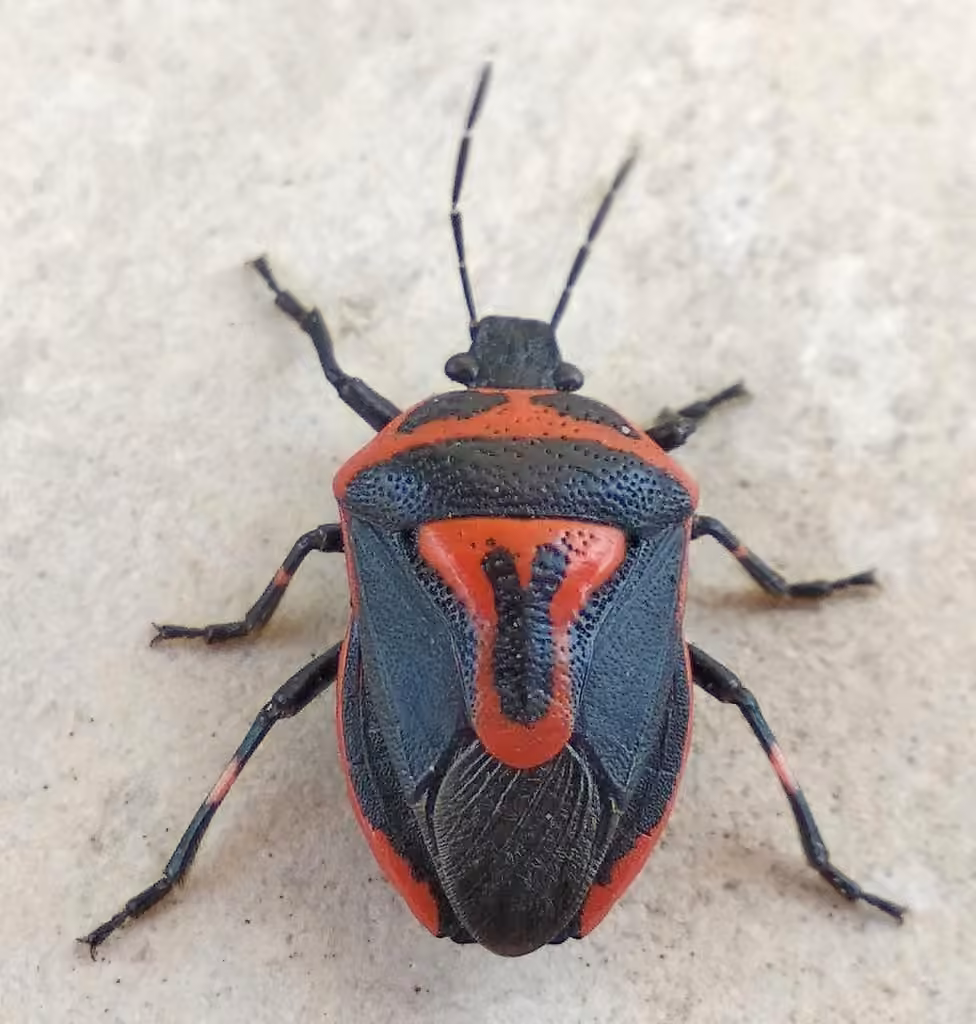Two-spotted Stink Bug, photo 1 of 5