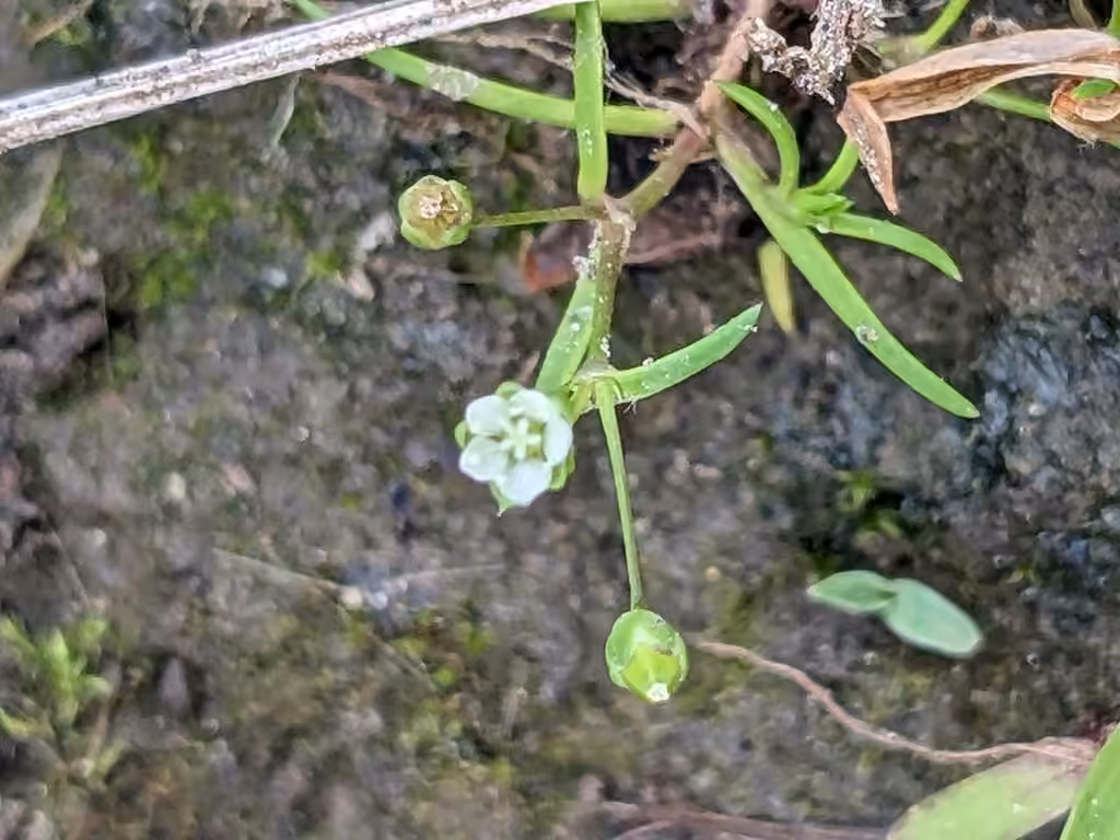 Sagine décombante, En fleurs