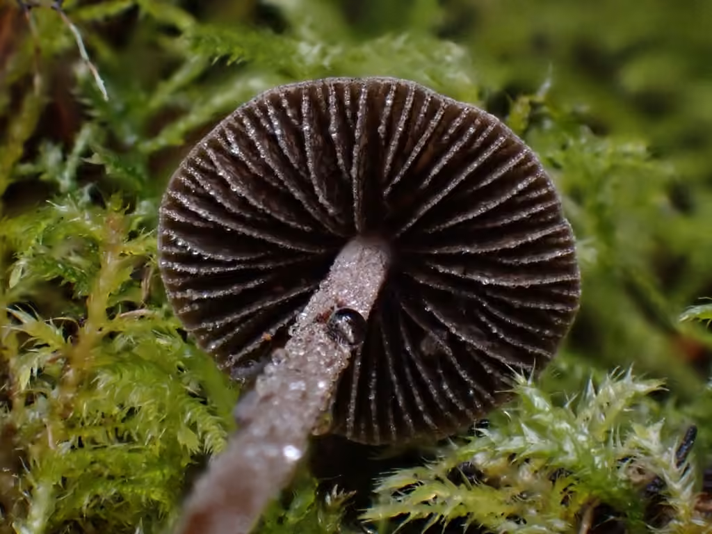 Dewdrop Mottlegill