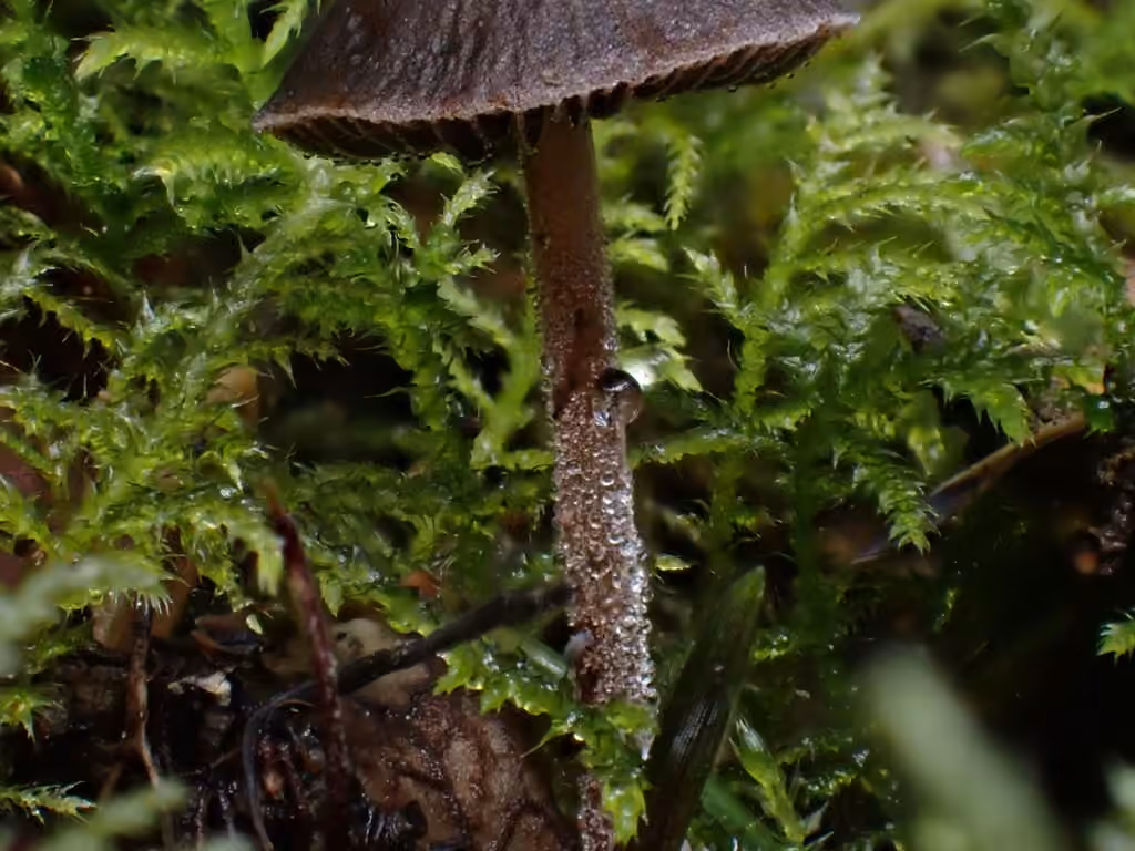 Dewdrop Mottlegill, photo 3 of 5