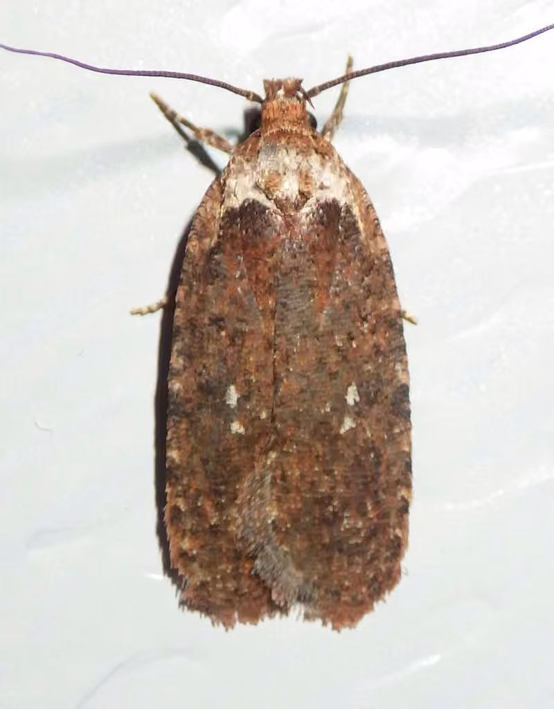 Clemens' Agonopterix, photo 3 sur 5