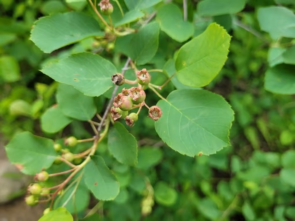 Huron serviceberry, In fruit