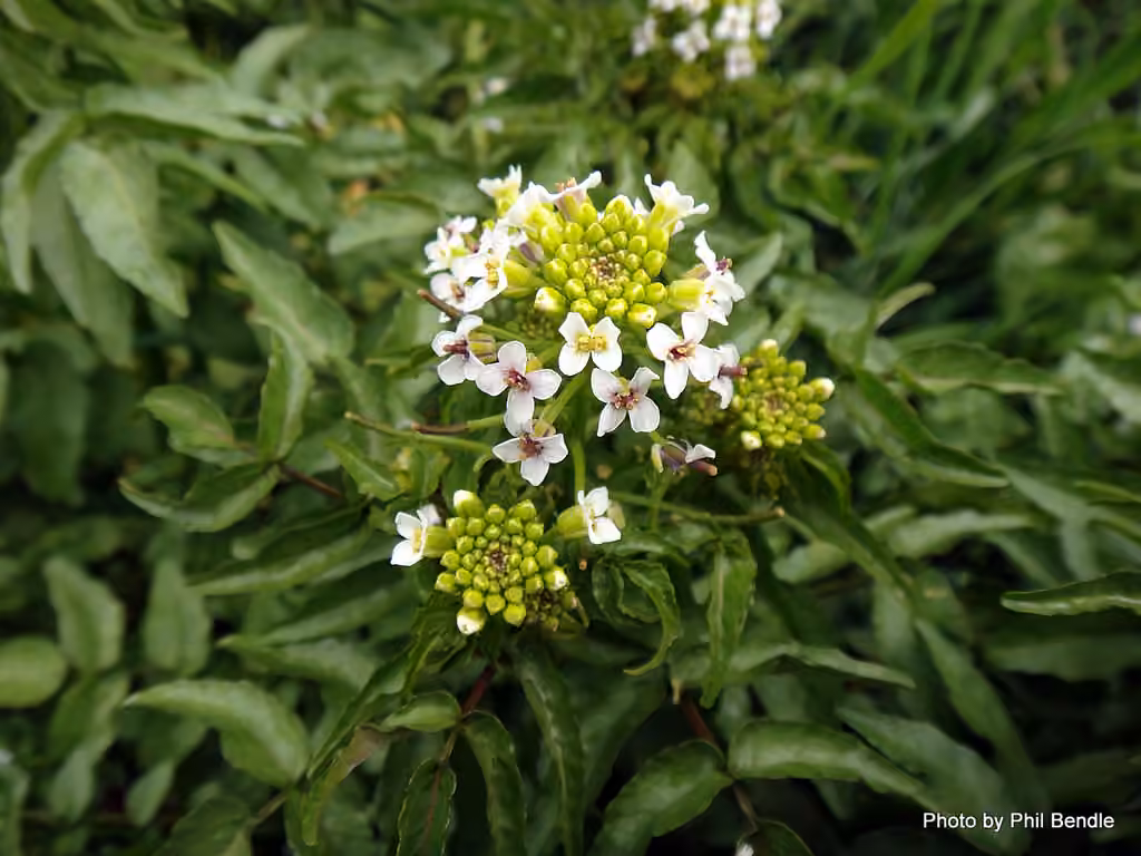 Onerow yellowcress, In flower