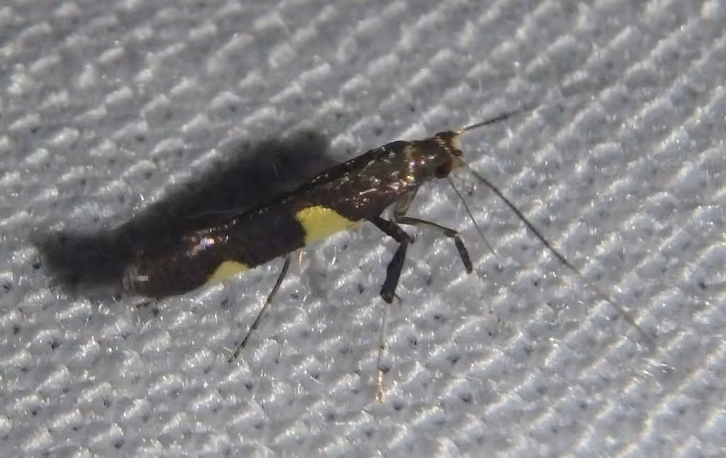 Caloptilia cornusella, Adulte