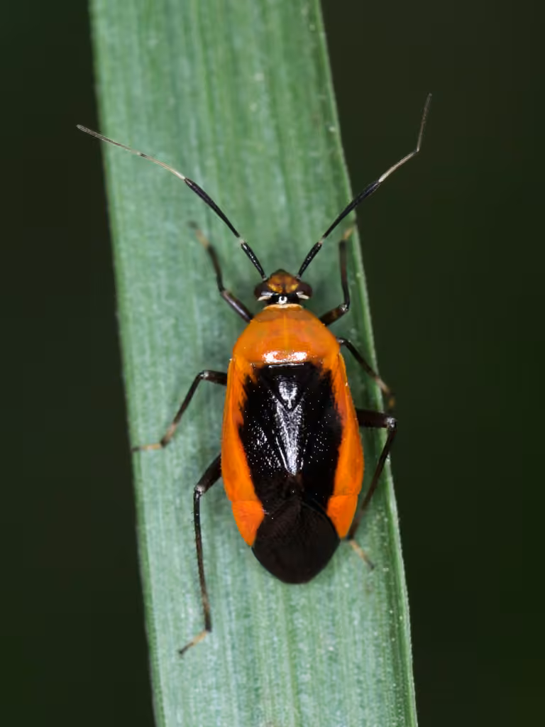Wild Onion Mirid, photo 2 sur 5