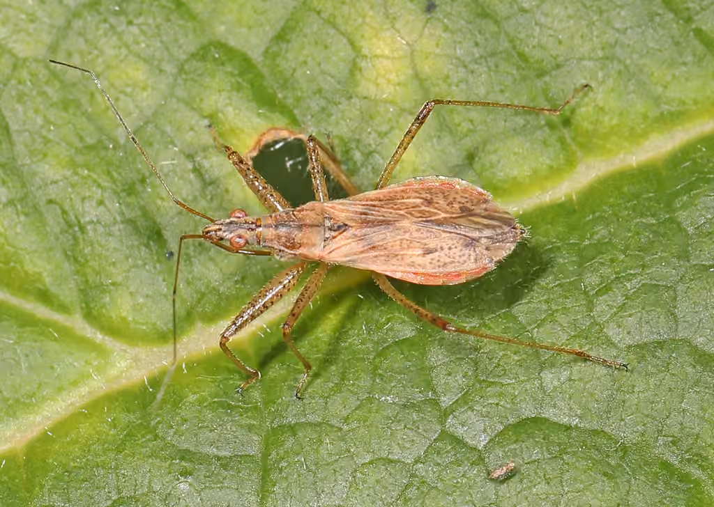 Short-winged Nabis, Female