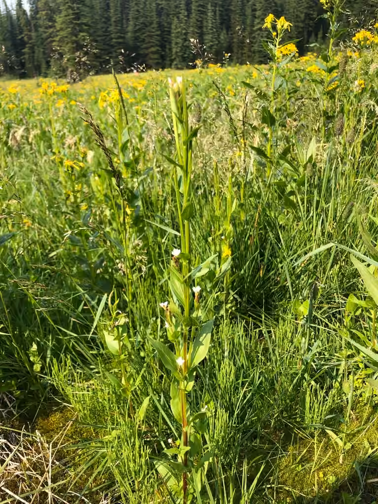 Épilobe des Rocheuses, photo 2 sur 5