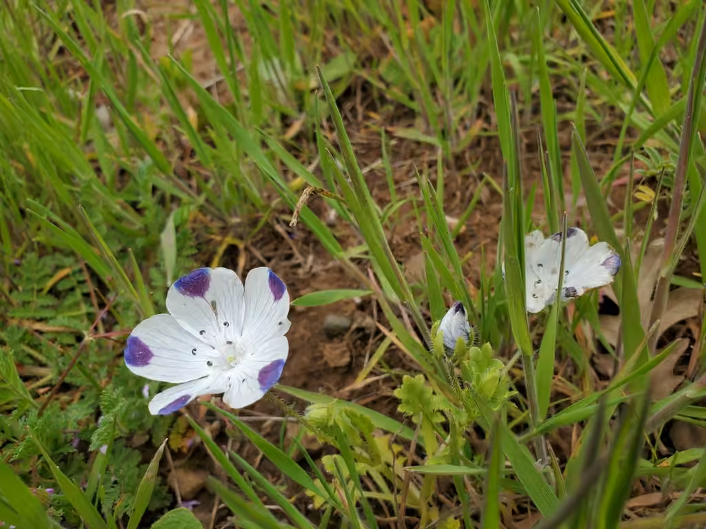 Némophile maculée, En boutons