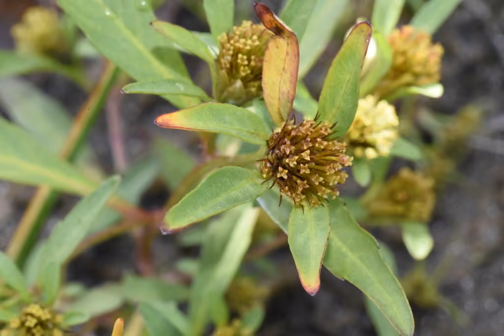 Bident à trois divisions, En fleurs