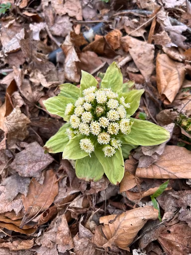 Japanese sweet coltsfoot, In flower