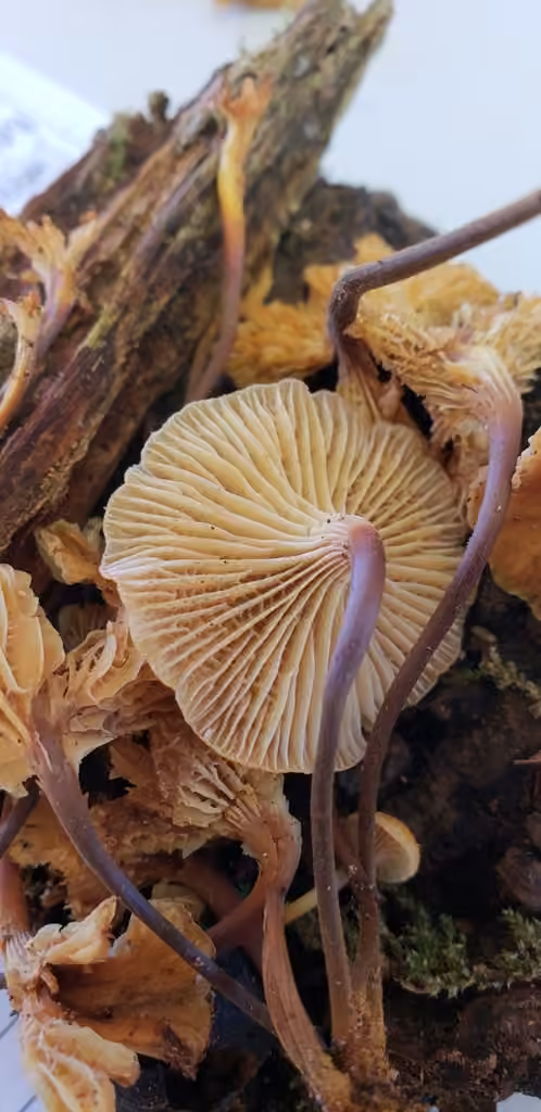 Xeromphalina enigmatica