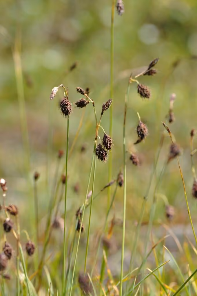 Carex brun foncé, photo 2 sur 5
