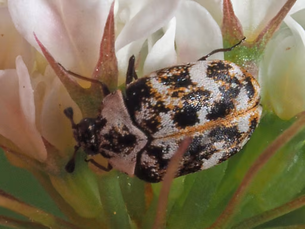 Common Carpet Beetle, photo 2 of 5