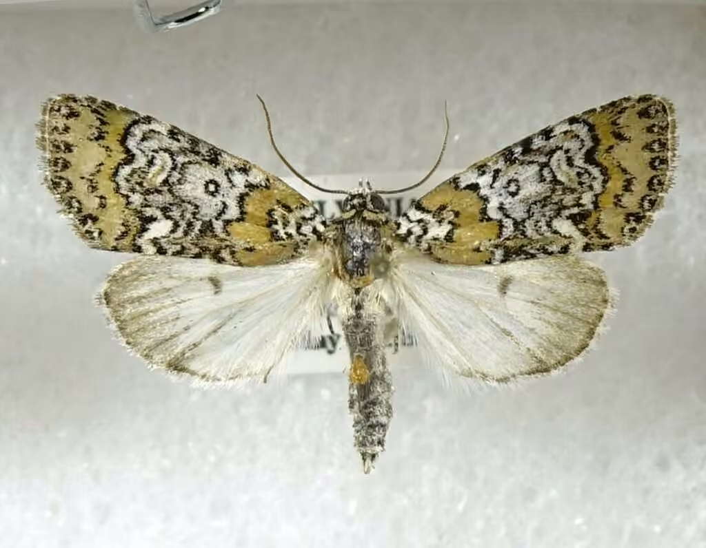 Owl-eyed Bird Dropping Moth, Adulte