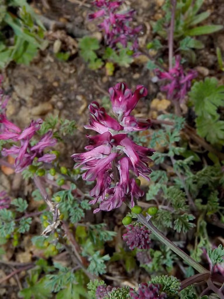 Fumeterre officinale, En fruits