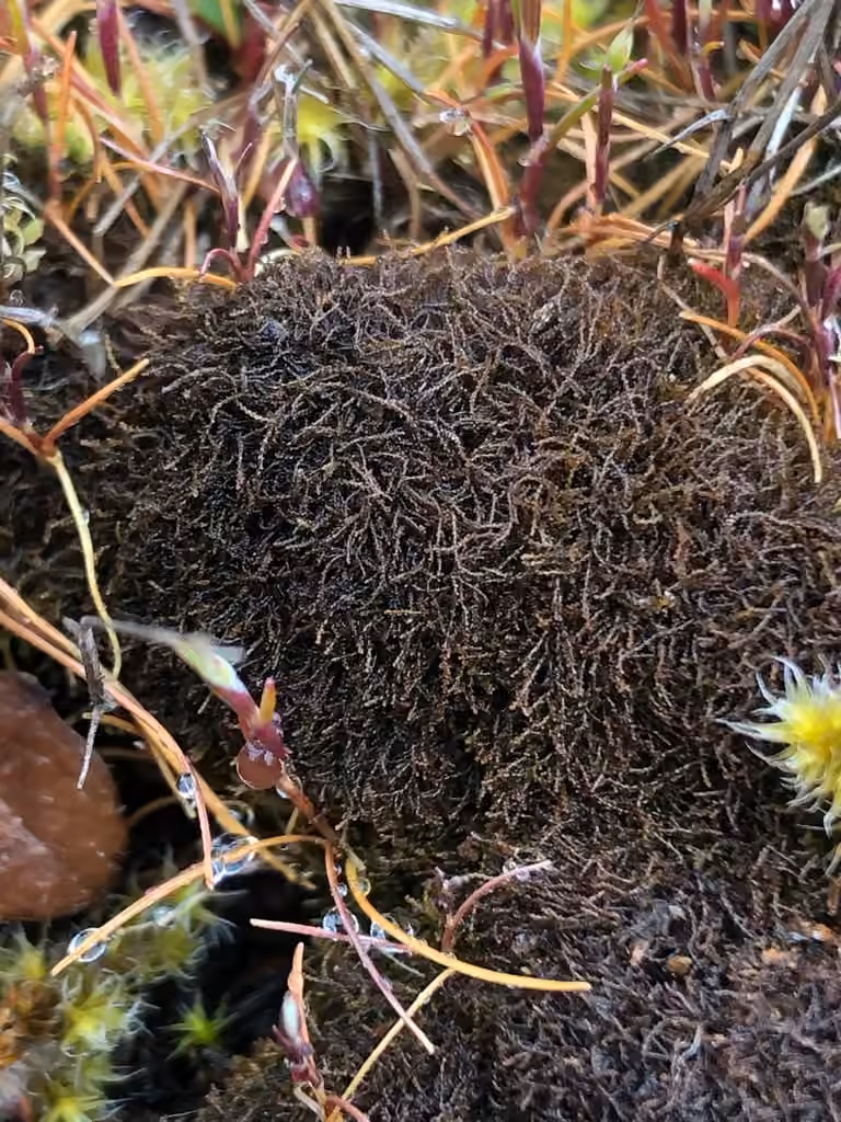 Common Threadwort, photo 1 of 5