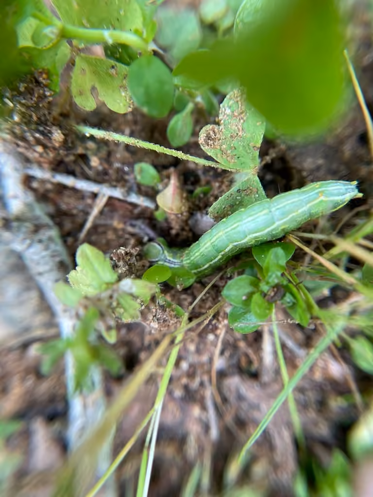 Double-lined Prominent, Caterpillar