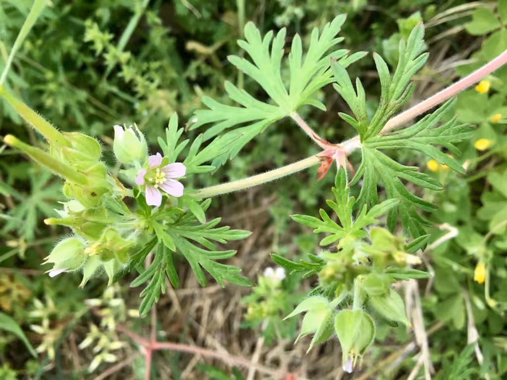 Carolina crane's-bill, In flower