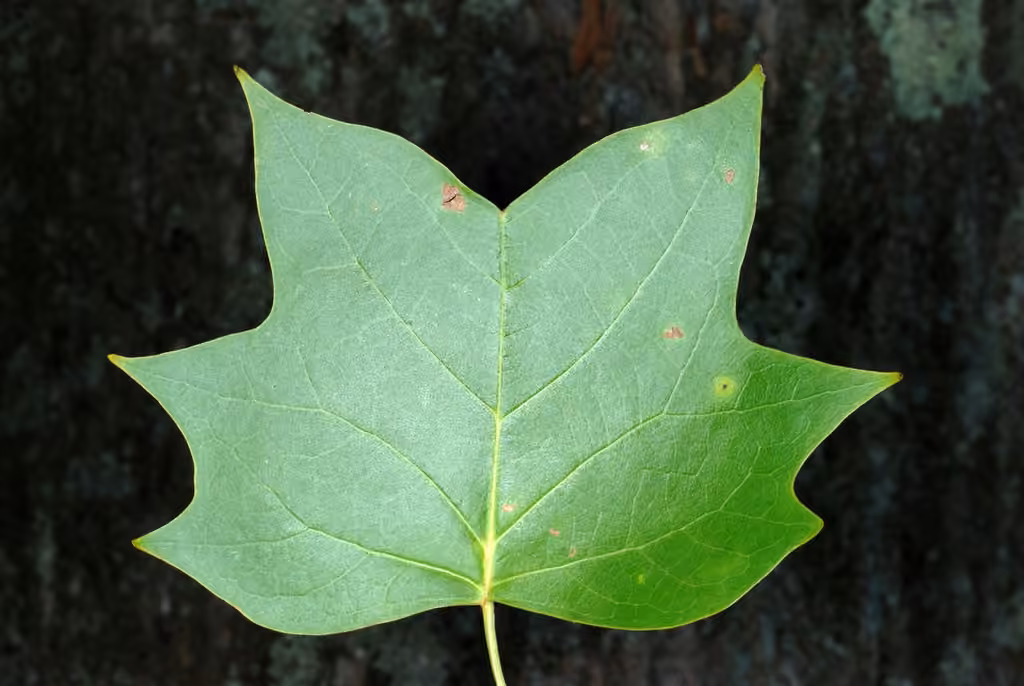 Tulip-poplar, In fruit
