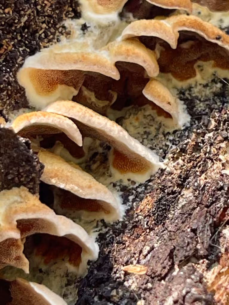 Polypore bicolore, photo 3 sur 5