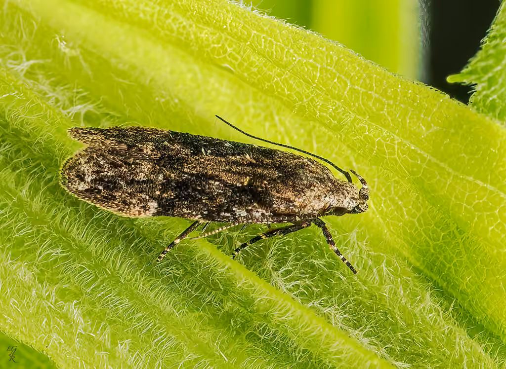 Elm Groundling, Adulte