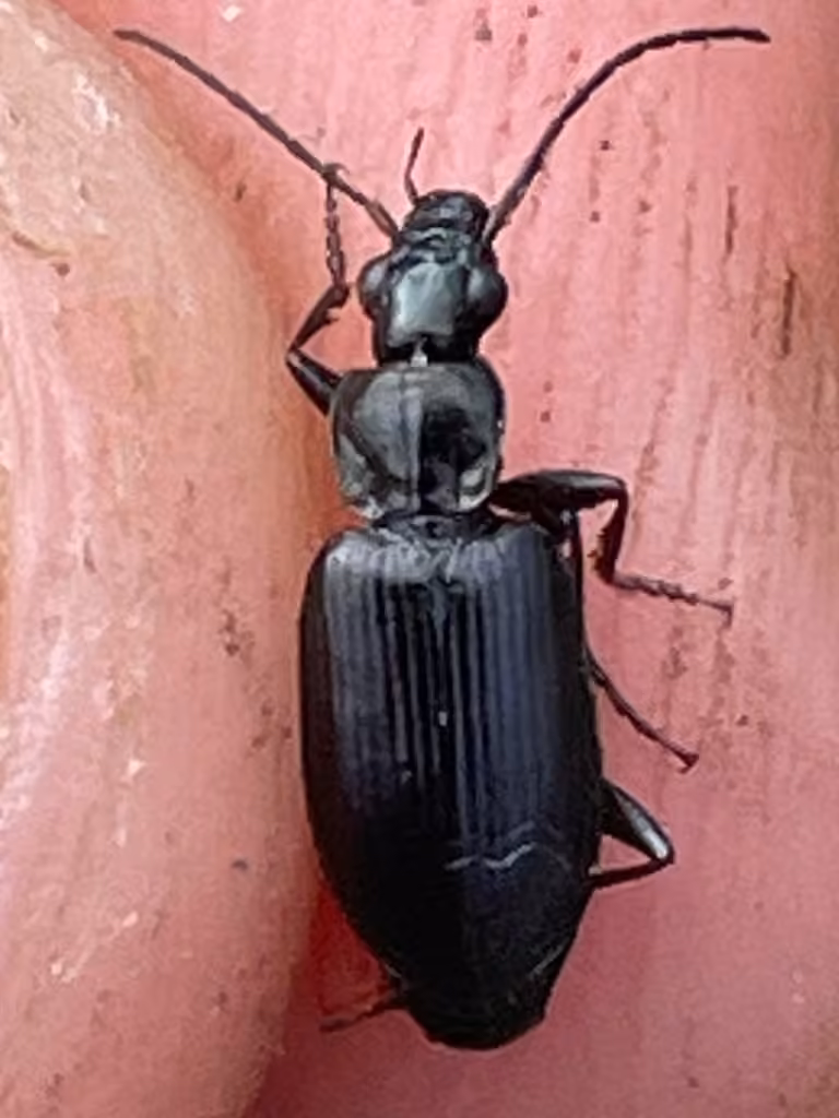 Decorated harp ground beetle, photo 2 of 5
