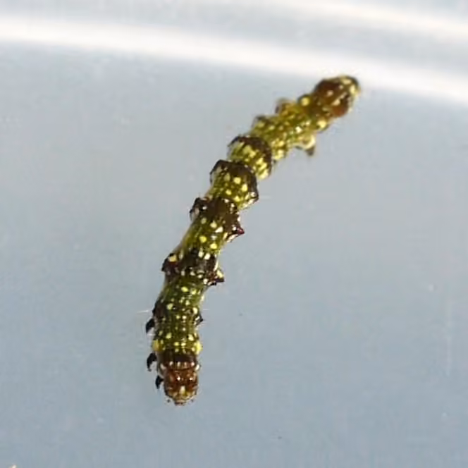 Small Bird-dropping Moth, photo 3 sur 5