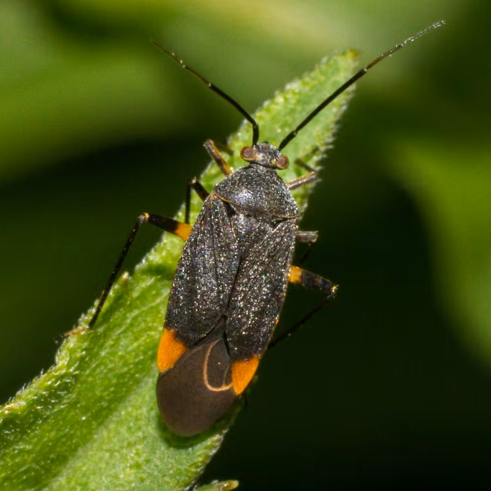 Polymerus venaticus, photo 2 sur 5