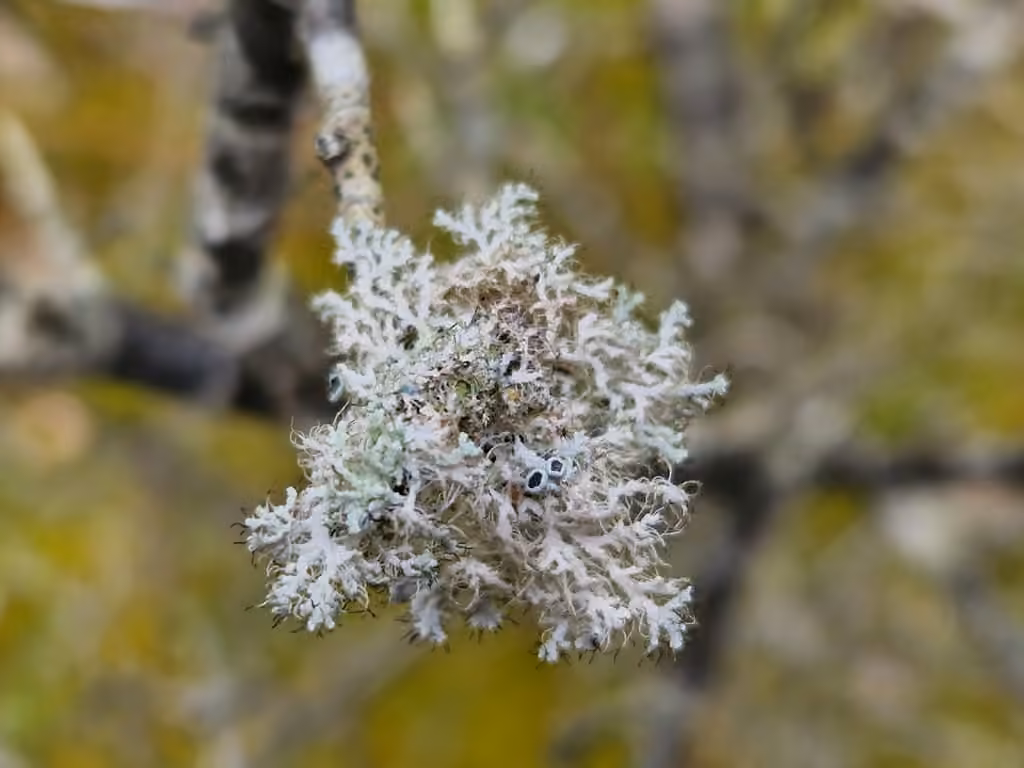 Physcie mince, photo 2 sur 4