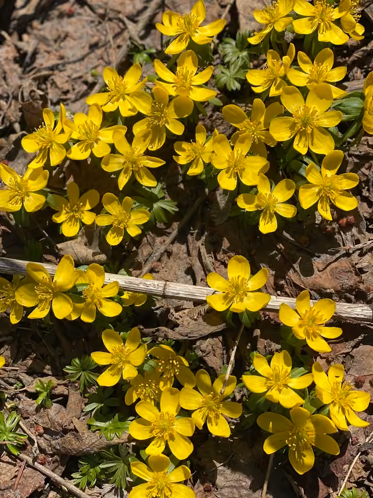 Éranthe d'hiver, En fleurs