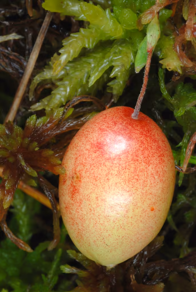 Cranberry, In fruit
