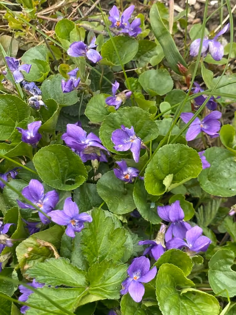 Violette odorante, photo 3 sur 5