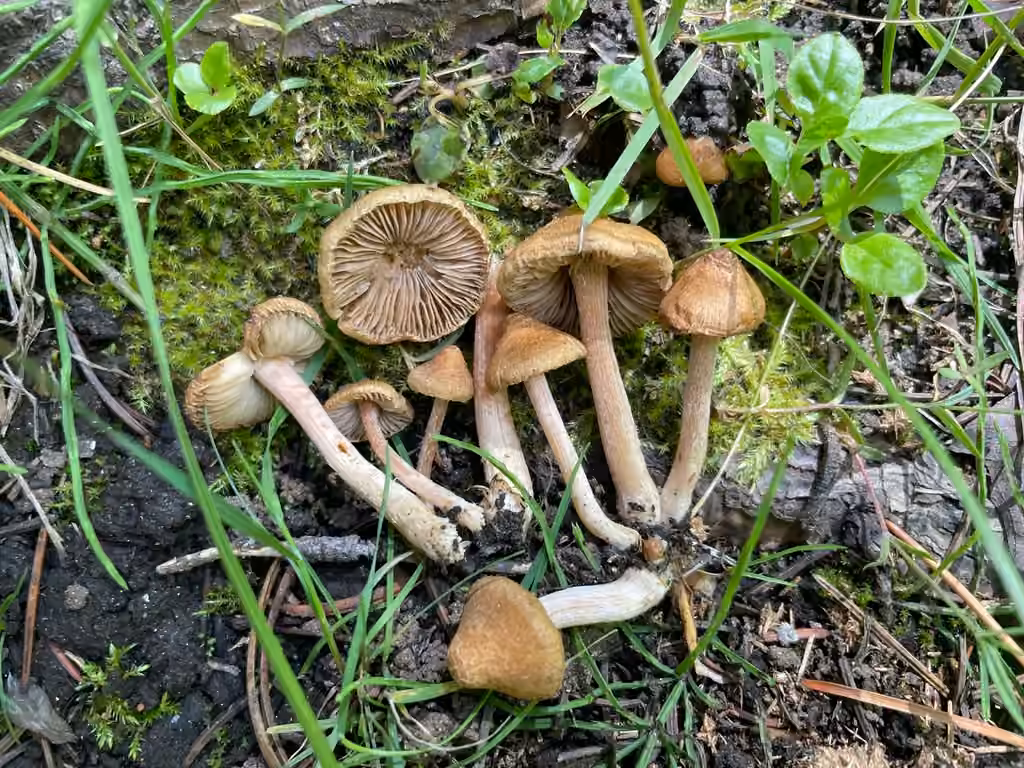 Inocybe luisant, photo 1 sur 5