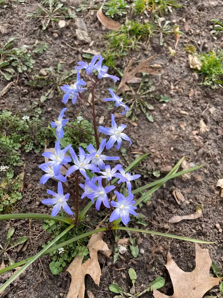 Forbes' glory-of-the-snow, Flower buds