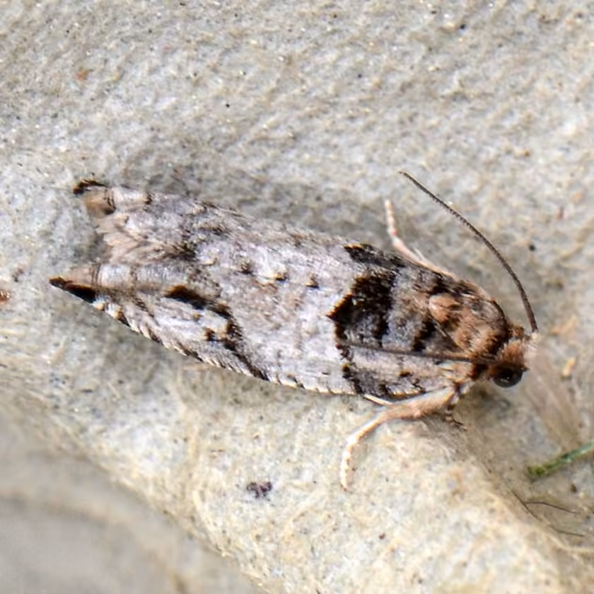 Winterberry Moth