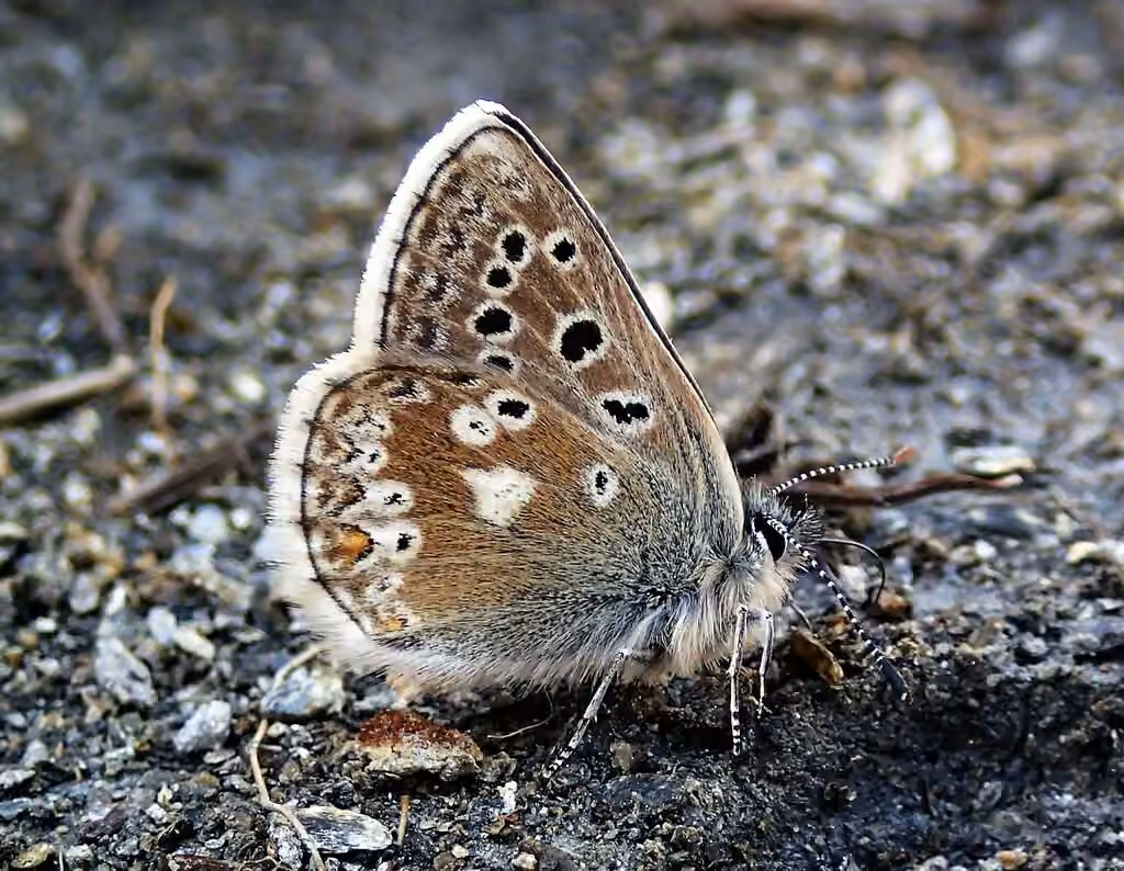 Azuré des soldanelles, photo 1 sur 5