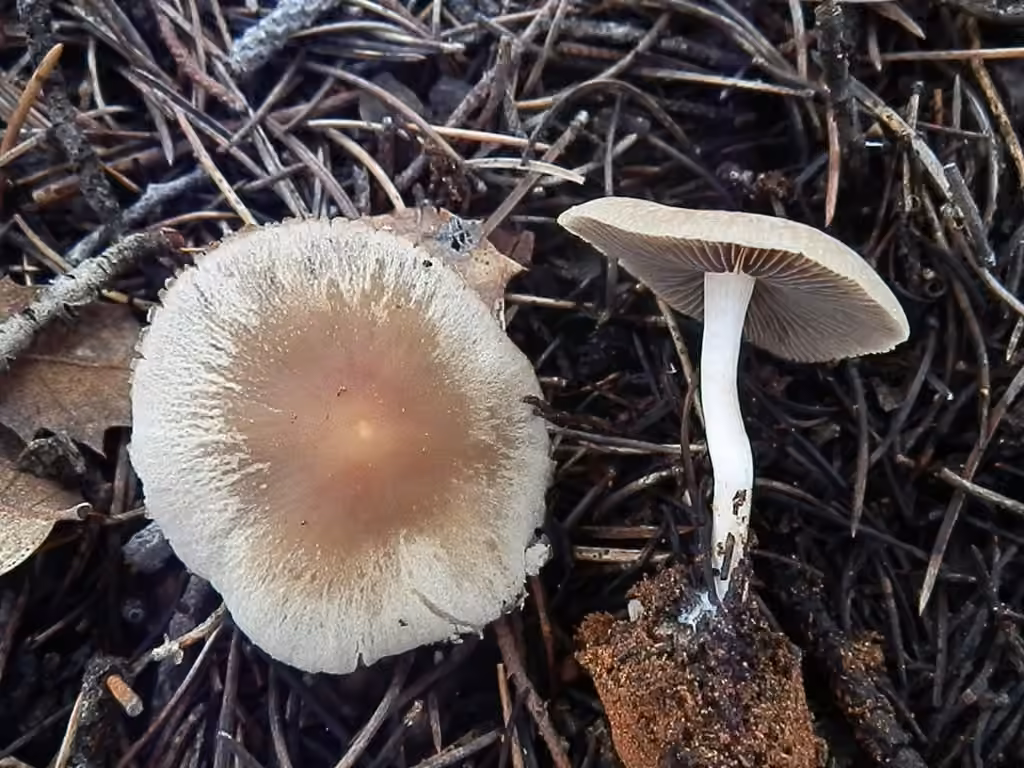 Psathyrelle de Candolle, photo 2 sur 5