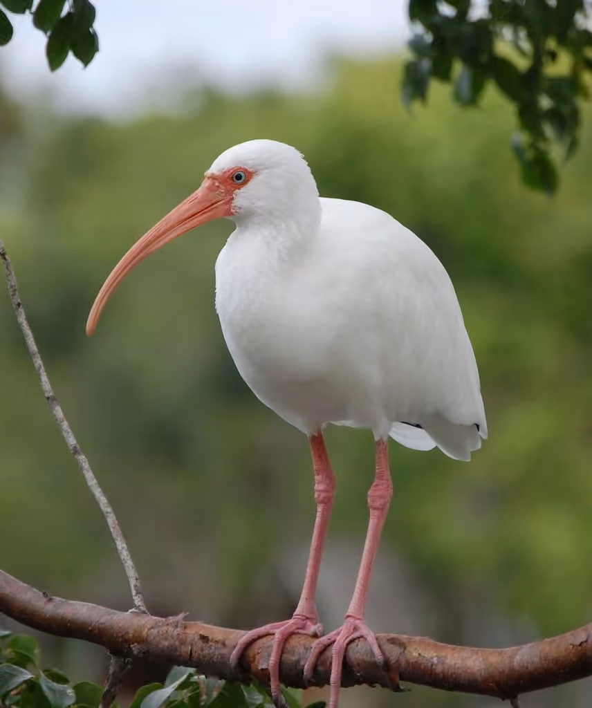American White Ibis, photo 3 of 5