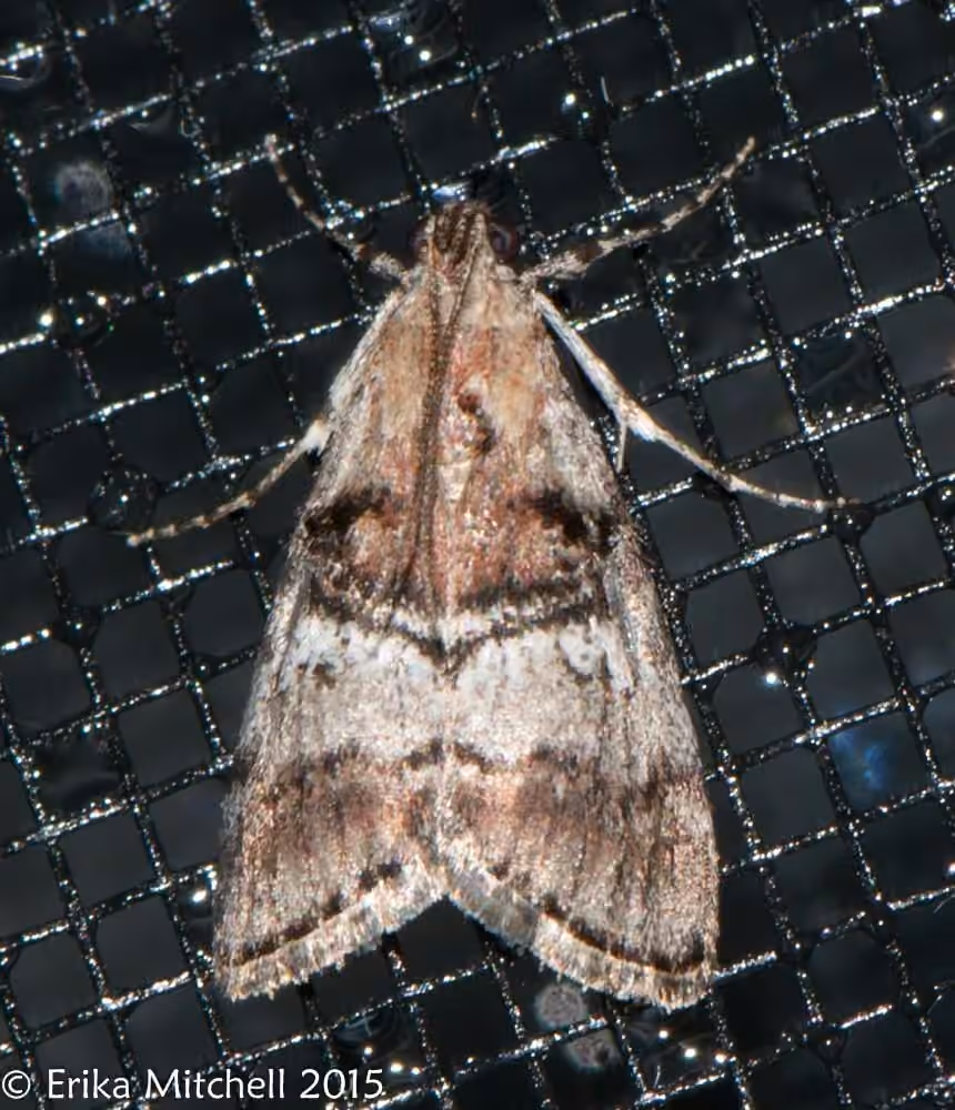 Gray-banded Pococera Moth, Adulte