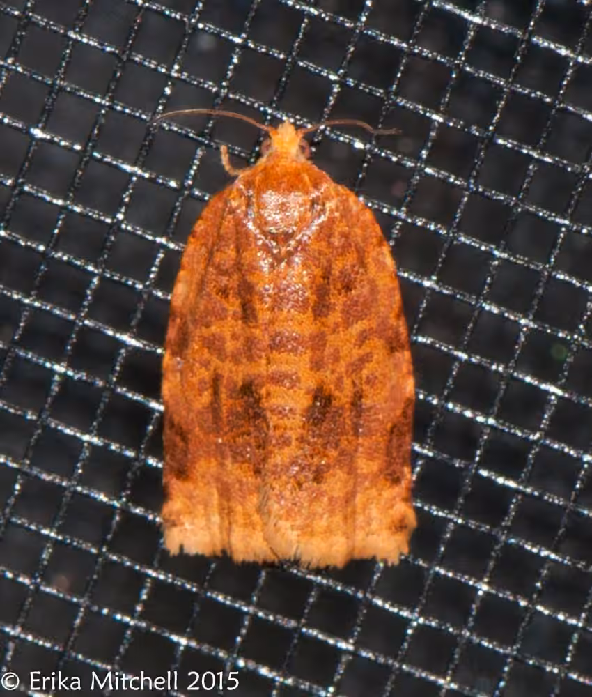 Ugly-nest Caterpillar Moth, photo 1 of 5