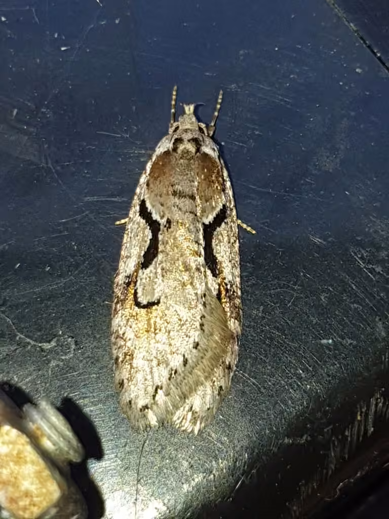 Merrick's Semioscopis, Adult