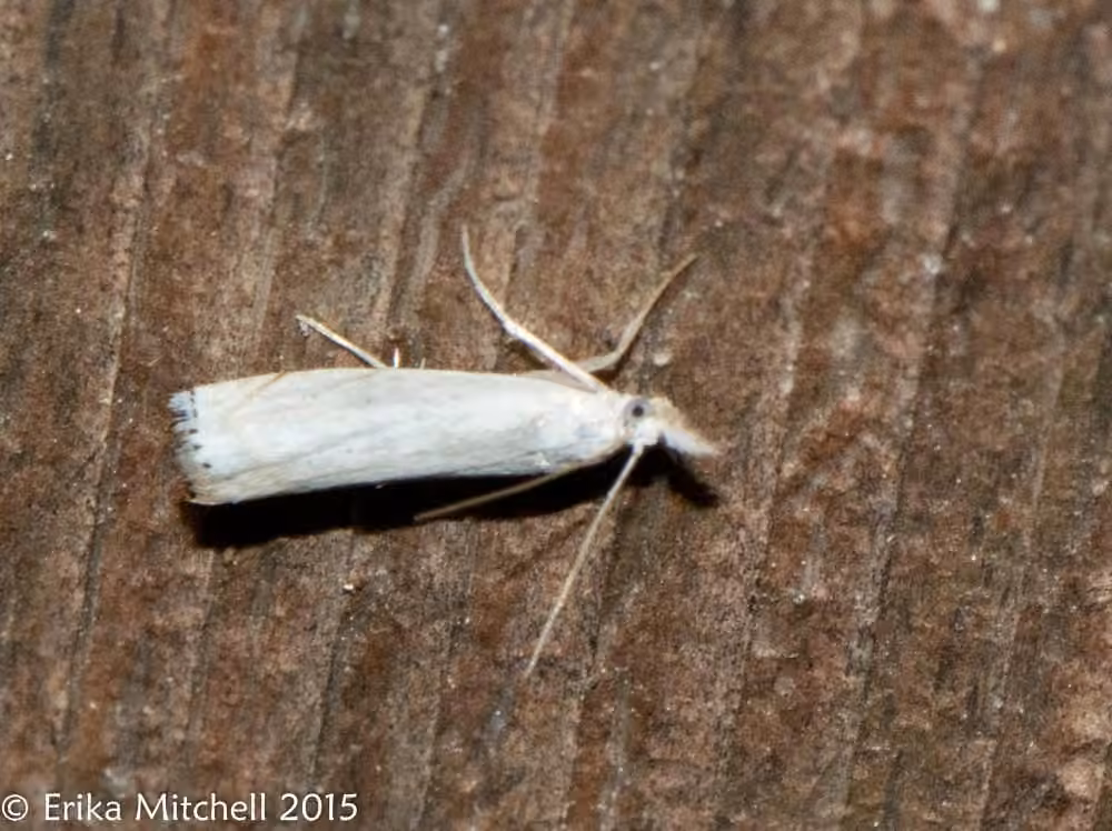 Small White Grass-veneer, photo 2 of 5