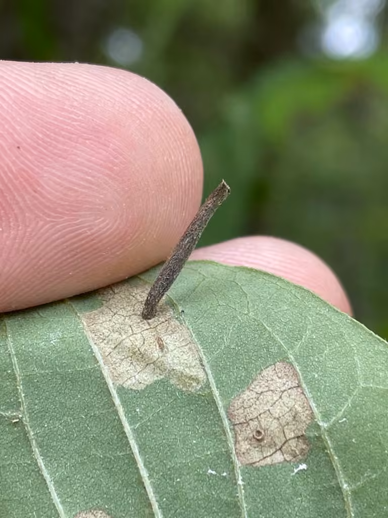 Coleophora cornella, Caterpillar