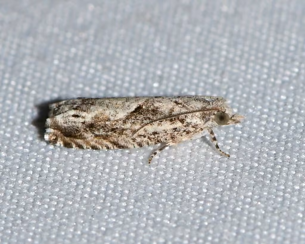 Oak Trumpet Skeletonizer Moth, Mâle