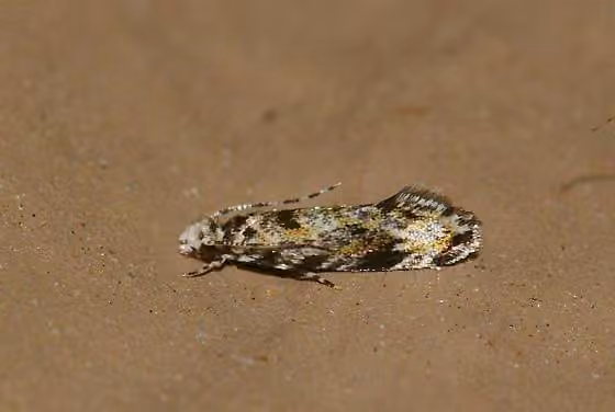 Dryadaula visaliella, Adult
