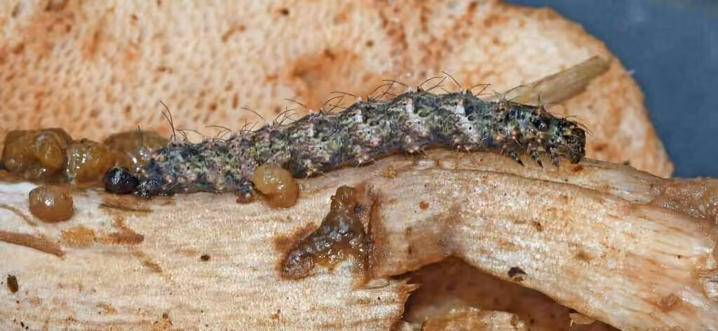 Common Fungus Moth, Chenille