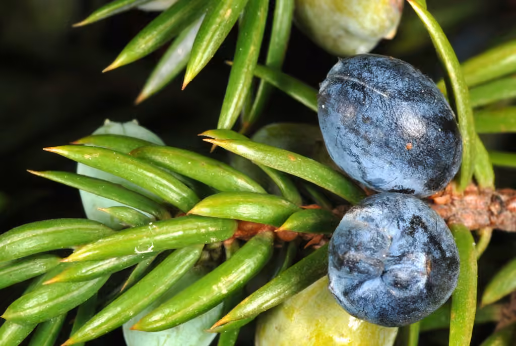 Common juniper, photo 3 of 5