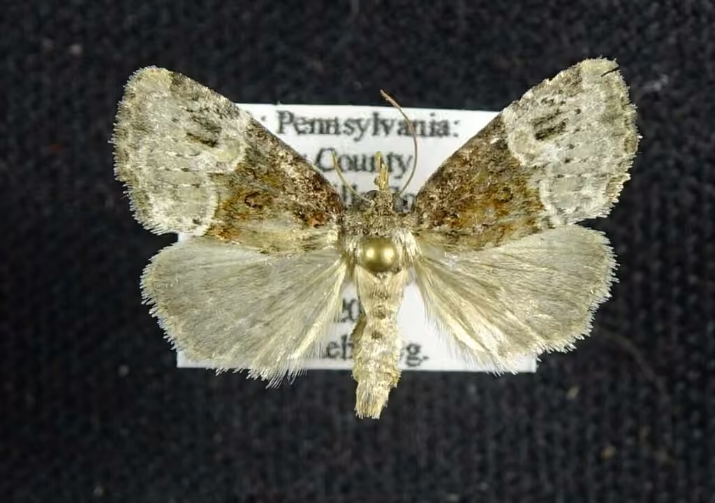 Square-spotted Brocade, photo 1 of 5