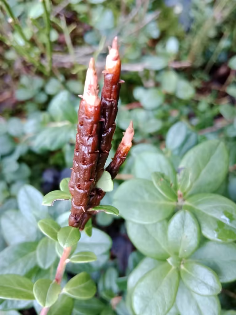 Huckleberry Broom Rust Fungus, photo 2 sur 5