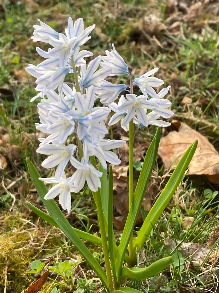 Striped-squill, photo 1 of 5